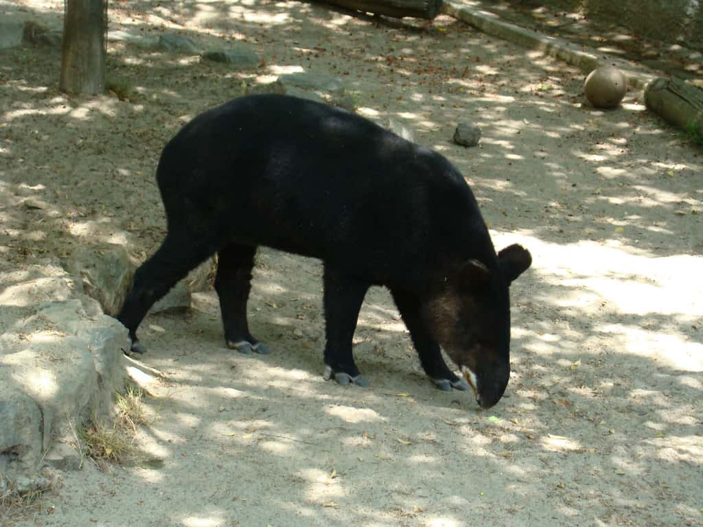 Tapir de montagne. Il s’agit du plus petit des tapirs d’Amérique du Sud. © mstickmanp, Flickr, cc by nc sa 2.0