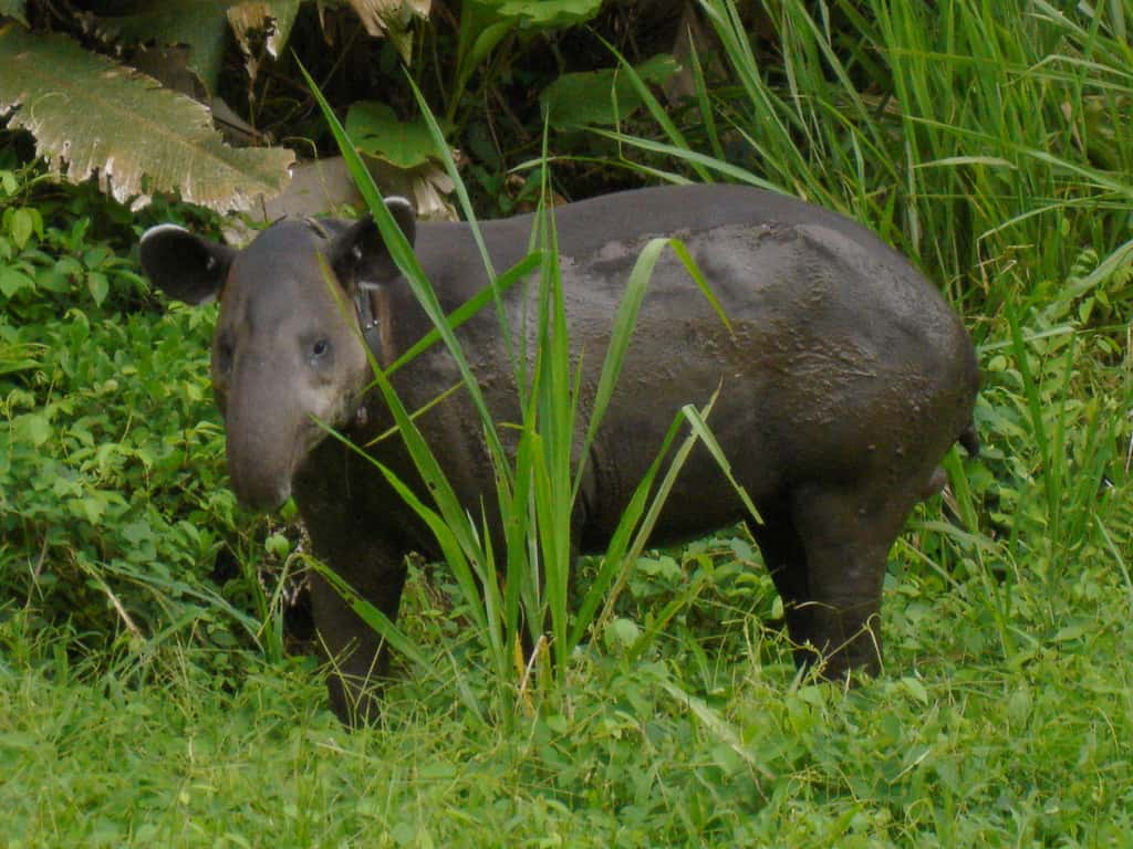 Tapir de Baird dans le parc de Corcovado, au Costa Rica. © MiguelVieira, Flickr, cc by 2.0