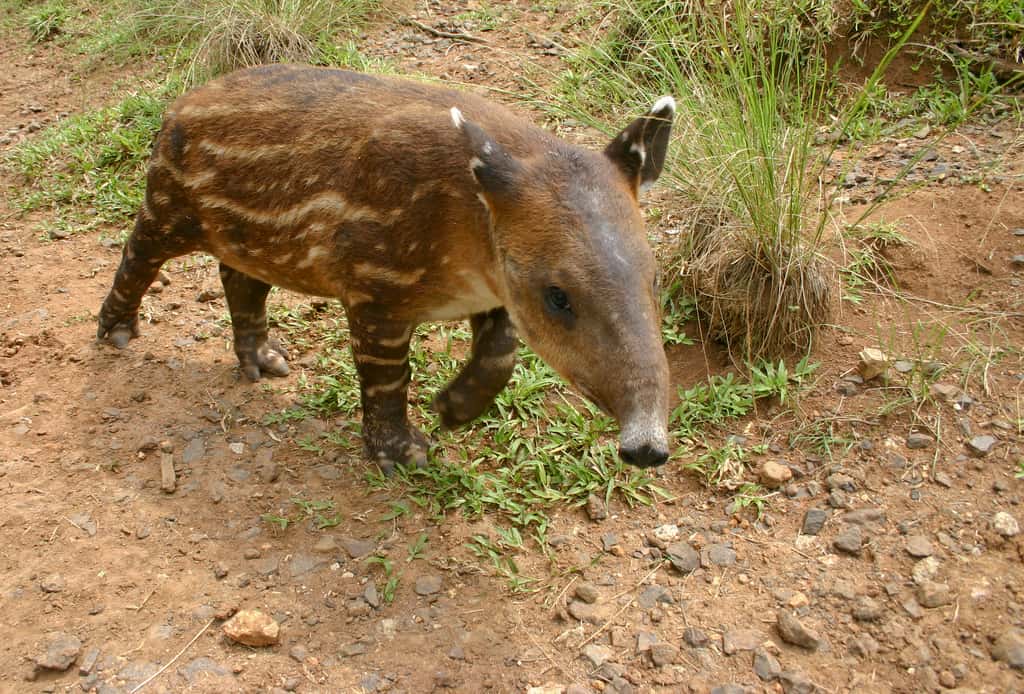Tapir de Baird juvénile. © brian.gratwicke, Flickr, cc by nc 2.0
