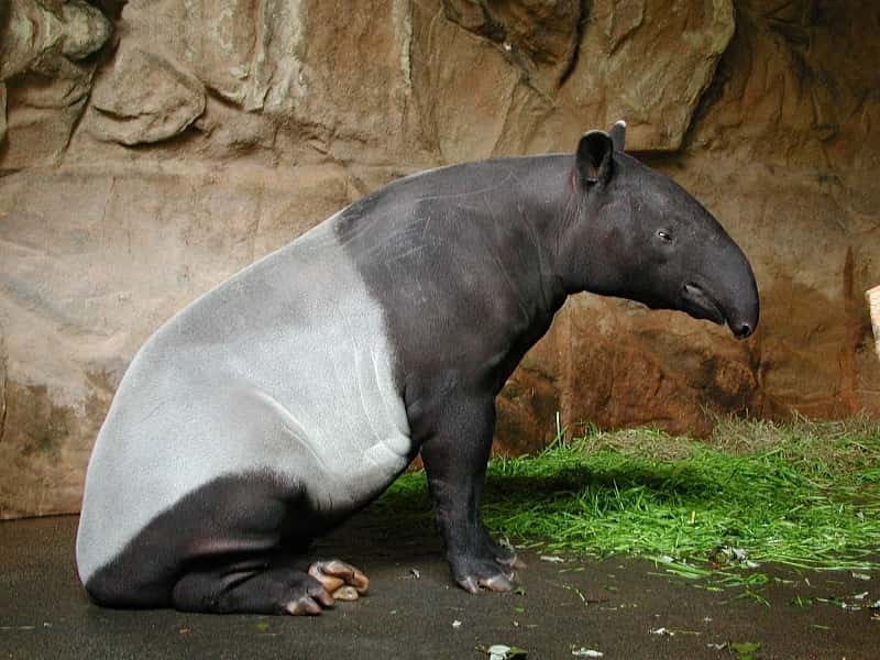Tapir de Malaisie au zoo de Stuttgart, en Allemagne. © Fritz Geller-Grimm, Wikipédia, cc by sa 2.5