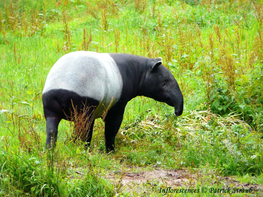 Tapir à chabraque. © Patrick Straub