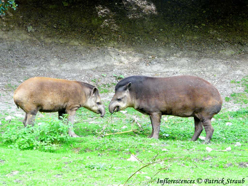 Couple de tapirs terrestres. © Patrick Straub