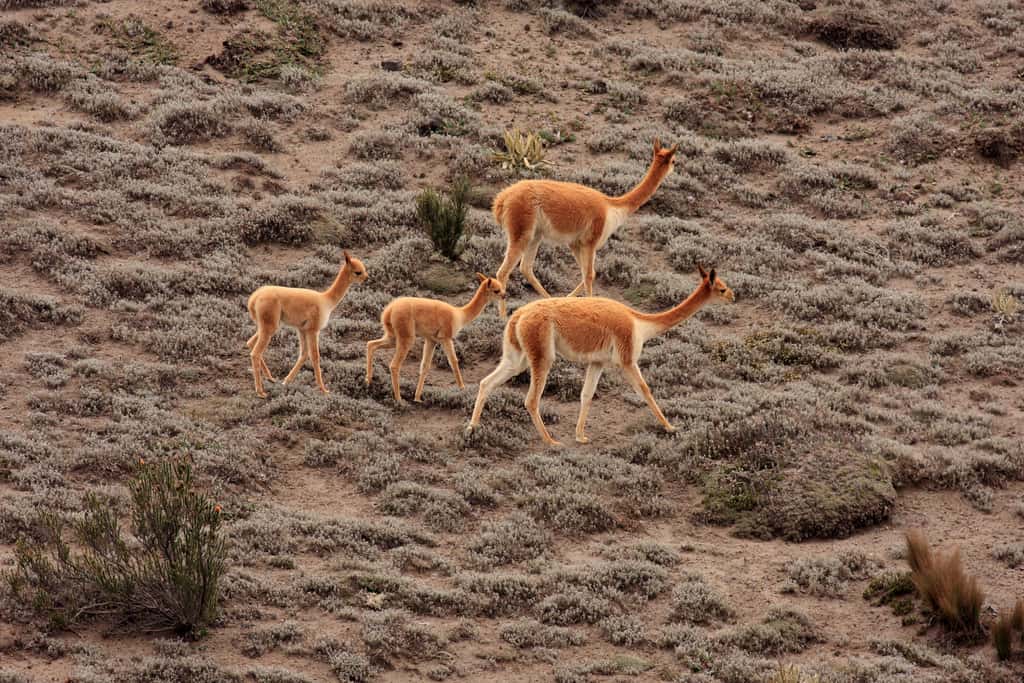 Vigognes adultes et juvéniles dans la réserve de Chimborazo. © Flickr, Santiago Ron, cc by nc 2.0
