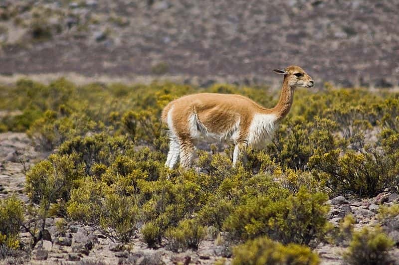 Vigogne près d'Arequipa. © Alexandre Buisse, Wikipedia, GNU 1.2