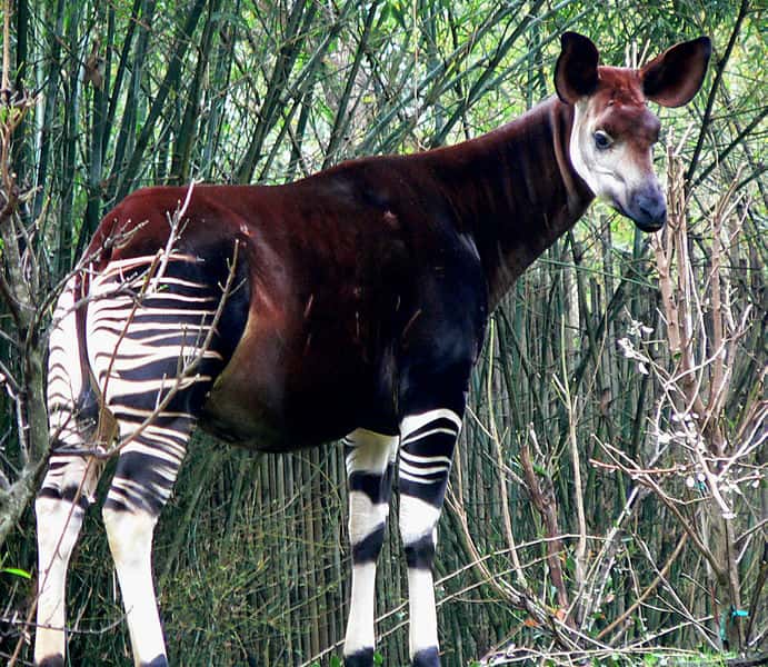 Okapi. Cette photo a été prise au <em>Disney's Animal Kingdom</em>, en Floride. © Raul654, Wikipédia, GNU 1.2
