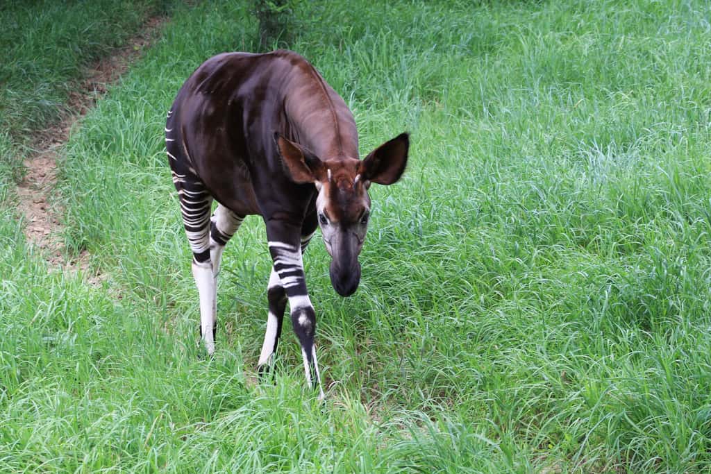 Okapi au zoo de Denver, aux États-Unis. © andrusdevelopment, Flickr, cc by 2.0