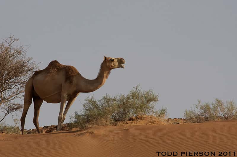Dromadaire dans un désert des Émirats arabes unis. © Todd W Pierson, Flickr, cc by nc sa 2.0