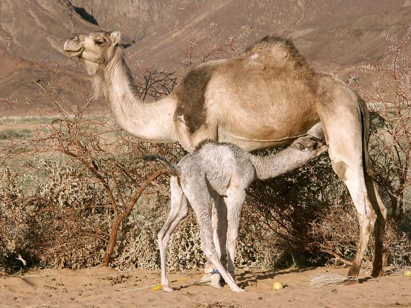 Chamelon tétant sa mère. Le jeune chameau reste auprès de sa mère jusqu’à deux années après la naissance. © Garrondo, Wikipédia, cc by sa 3.0