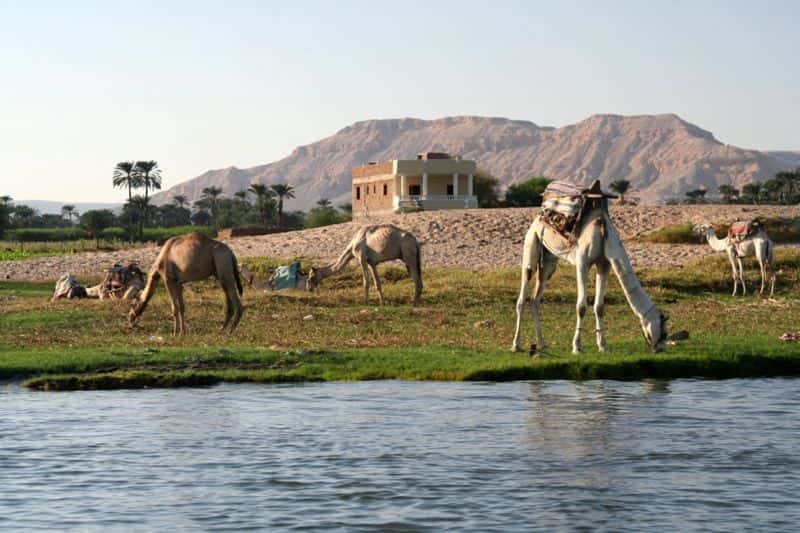 Chameaux broutant sur les bords du Nil à Louxor, en Égypte. © Steve FE-Cameron, Wikipédia, GNU 1.2
