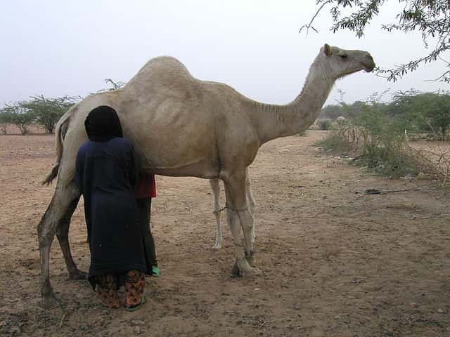 Traite d'une chamelle au Niger. © IECA Cheung, Wikipédia, cc by sa 2.0