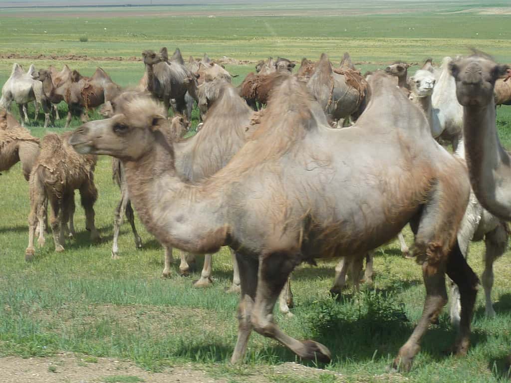 Troupeau de chameaux en Asie centrale. © Ricardo N. Cabral, Flickr, cc by nc 2.0
