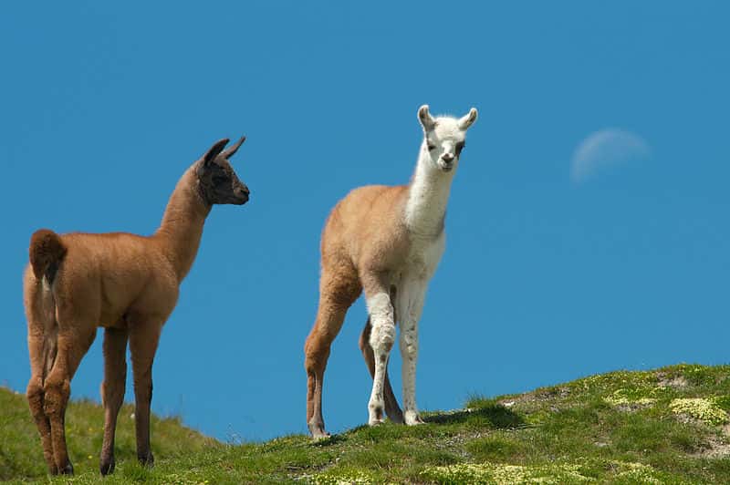 Lamas juvéniles. Les lamas sont utiles à l’Homme de multiples manières, du transport de marchandises aux matières premières pour confectionner des vêtements. © Luc Viatour, Wikipédia, GNU 1.2