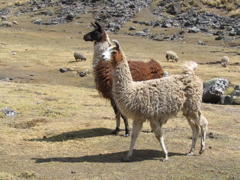 Lamas en Argentine. Son comportement territorial prononcé en fait un chien de garde très efficace. © Anaki, Wikipédia, GNU 1.2