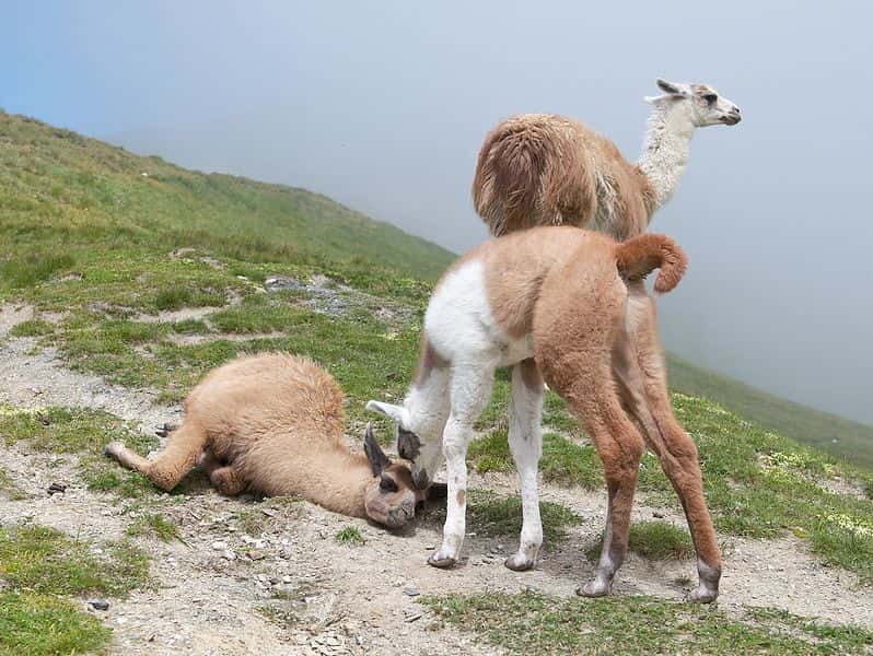 Lama et juvéniles. Les petits sont capables de suivre leur mère une heure après la naissance. © Luc Viatour, Wikipédia, GNU 1.2
