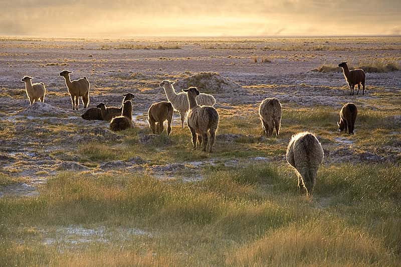 Troupeau de lamas dans le désert d'Atacama, au Chili. © Luca Galuzzi, Wikipédia, cc by sa 2.5
