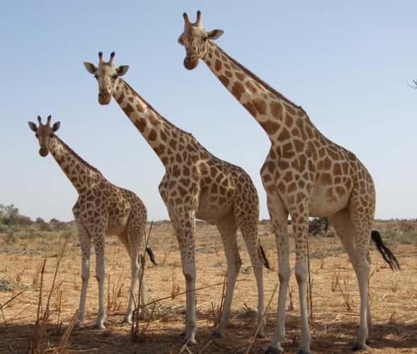 Girafes blanches à Kouré, au Niger. © Clémence Delmas, Wikipédia, CC by 3.0