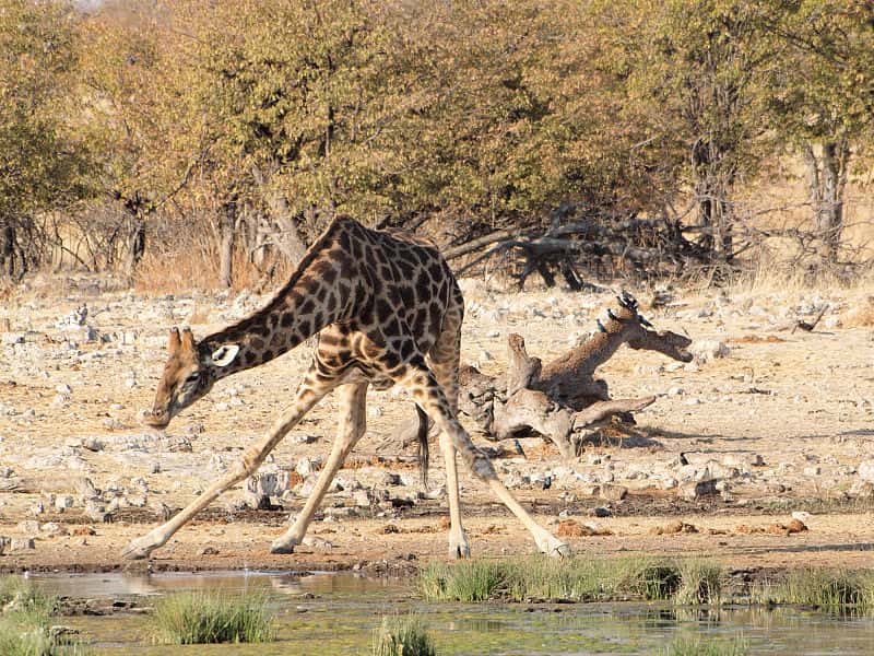 Position scabreuse de la girafe en train de boire. © Gusjer, Wikipédia, CC by 2.0