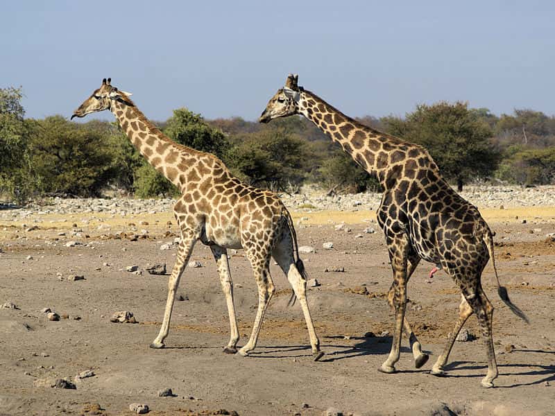 Girafe mâle courtisant une femelle. © Hans Hillewaert, Wikipédia, CC by-sa 3.0