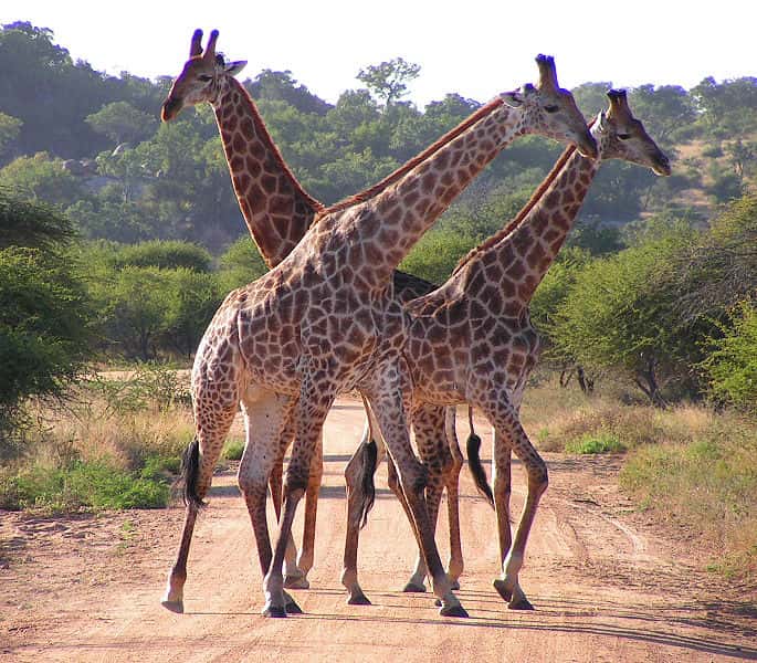 Groupe de girafes dans le parc Kruger, en Afrique du Sud. © D. Gordon, E. Robertson Wikipédia, CC by-sa 3.0