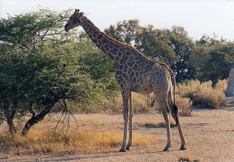 La savane broussailleuse et arborée constitue l’habitat type de la girafe. © JackyR, Wikipédia, GNU 1.2