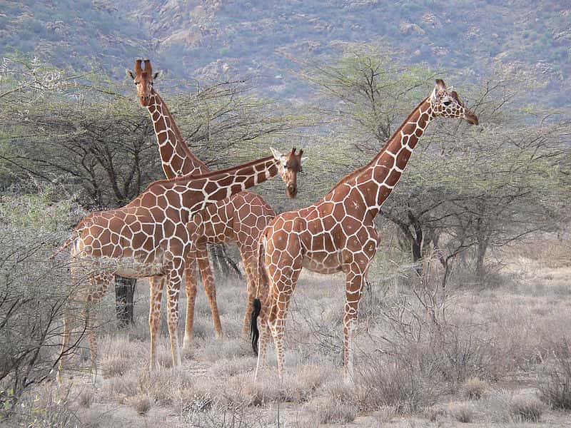 Girafes réticulées dans la réserve de Samburu, au Kenya. © Snakes3yes, Wikipédia, CC by 2.0
