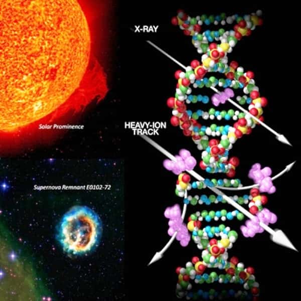 Rayons X (<em>X-rays</em>) issus des éruptions solaires et ions lourds énergétiques (<em>heavy ions</em>) résultant des supernovae font partie des particules constituant le rayonnement spatial. Ces radiations ionisantes peuvent endommager l'ADN. © Supernova : Nasa, CXC, MIT, SAO, STScI ; Solar Prominence : Soho-EIT, Esa, Nasa ; ADN : Cucinotta, Saganti, <em>National Geographic</em>, 2001