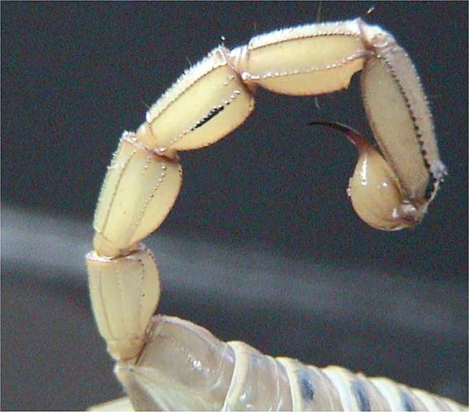 Segment terminal d'abdomen de scorpion. © WikiCommons
