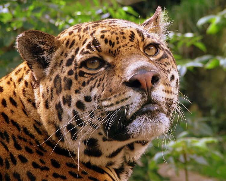 Jaguar. © Pascal Blachier, <em>Creative Commons Attribution 2.0 Generic license</em>