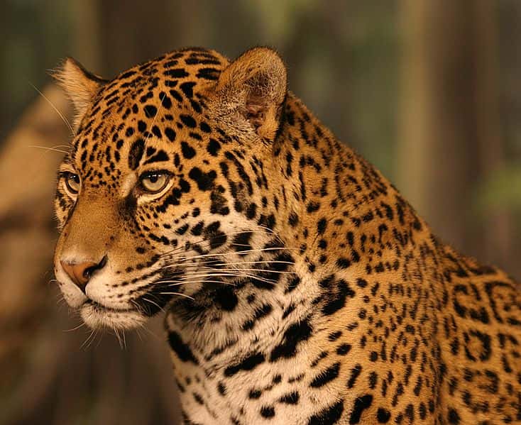 Le jaguar. © Cburnett, <em>GNU Free Documentation License, Version1.2</em>