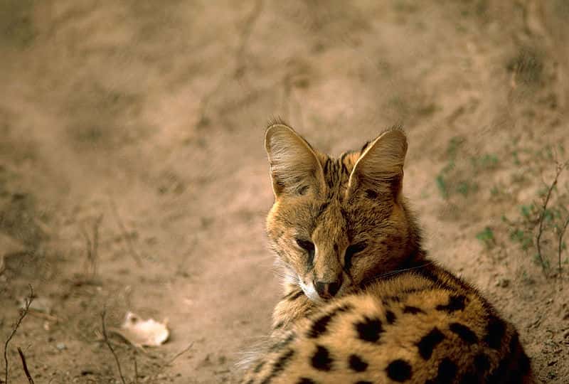 Serval. © Stolz, Gary M., U.S. Fish and Wildlife Service, domaine public