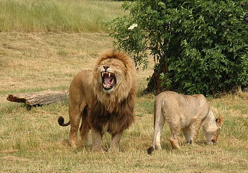 Le lion est réputé ne jamais chasser. Sa principale activité de la journée est la sieste. Il dort entre 10 et 15 heures par jour. Son rôle au sein de la tribu est de protéger le groupe de tout prédateur. Toutefois, d'après une nouvelle étude, il semblerait qu'il soit aussi bon chasseur que la lionne. © Robek, Wikimedia Commons, cc by sa 2.5