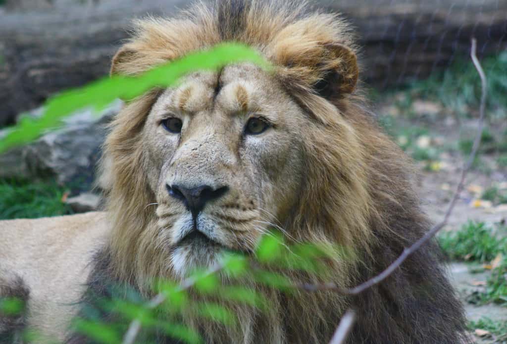 Le lion d'Asie. © Patrick Straub
