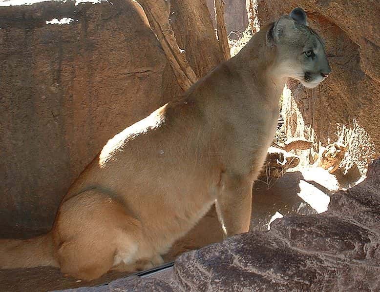 Puma de l'Arizona. © Stephen Lea, <em>GNU Free Documentation License,</em> version 1.2