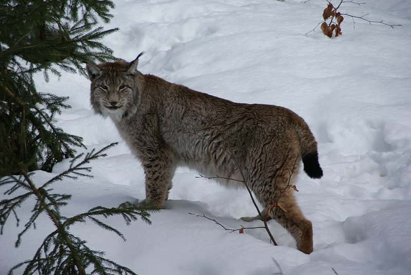 Lynx européen. © Aconcagua, <em>GNU Free Documentation License</em>, version 1.2