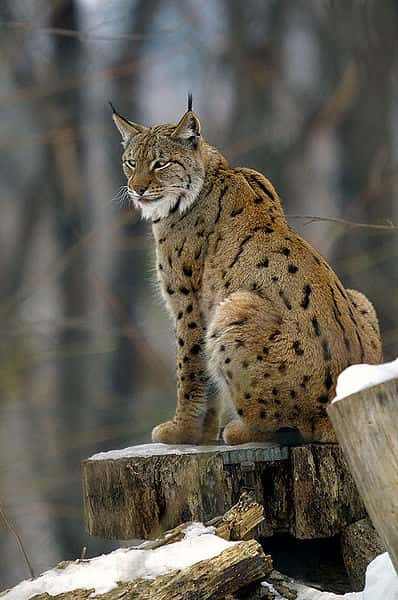 Lynx européen. © mpiet, <em>Creative Commons Attribution-Share Alike 2.0 Germany license</em>