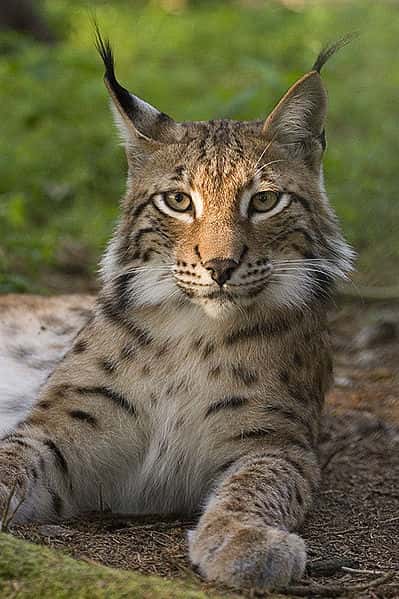 Lynx européen. © Bernard Landgraf, <em>GNU Free Documentation License</em>, version 1.2