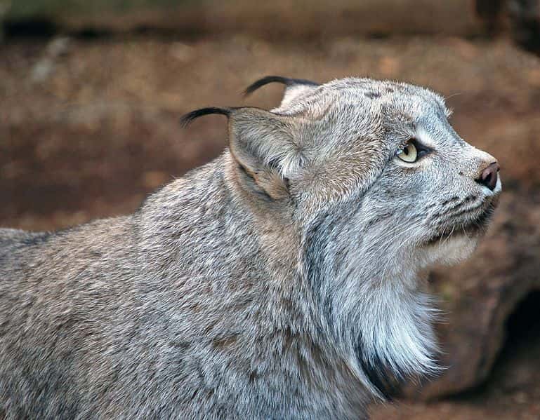 Lynx du Canada. © Art G, <em>Creative Commons Attribution 2.0 Generic license</em>