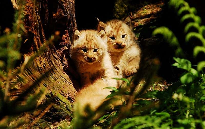 Chatons de lynx du Canada. © Pavel Vlcek, domaine public
