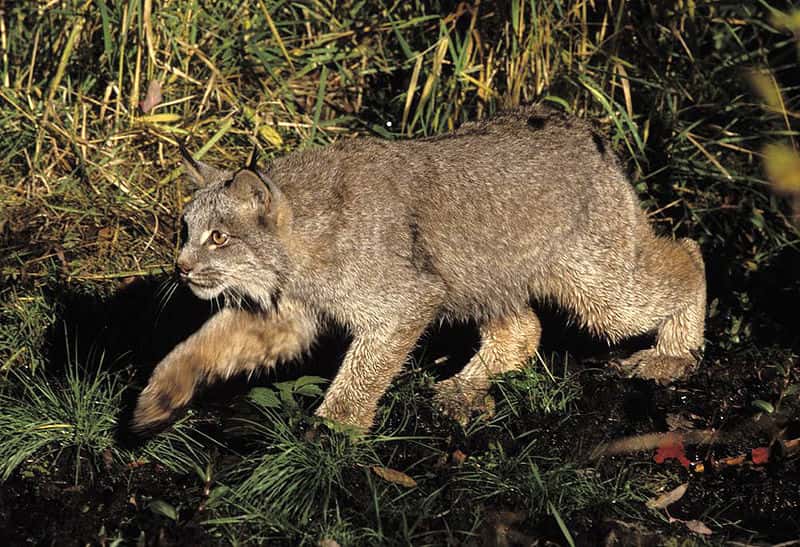 Lynx du canada. © Erwin et Peggy Bauer, <em>the U.S. Fish and Wildlife Service</em>, domaine public