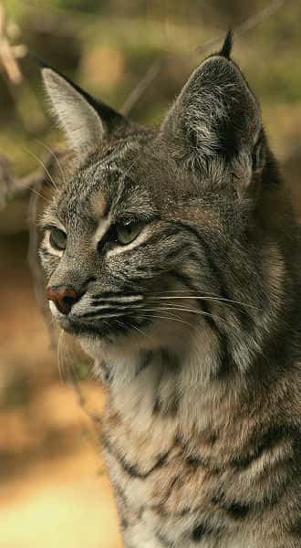 Lynx roux. © Wayne Dumbleton, <em>Creative Commons Attribution 2.0 Generic license</em>