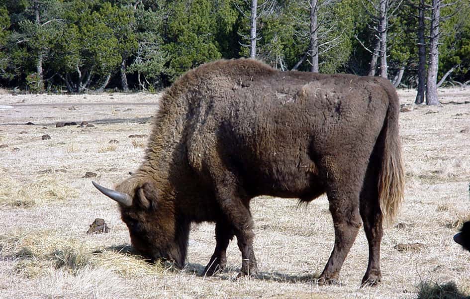 Bison du parc de la Margeride. © F Lamiot, <em>GNU Free Documentation License</em>, version 1.2