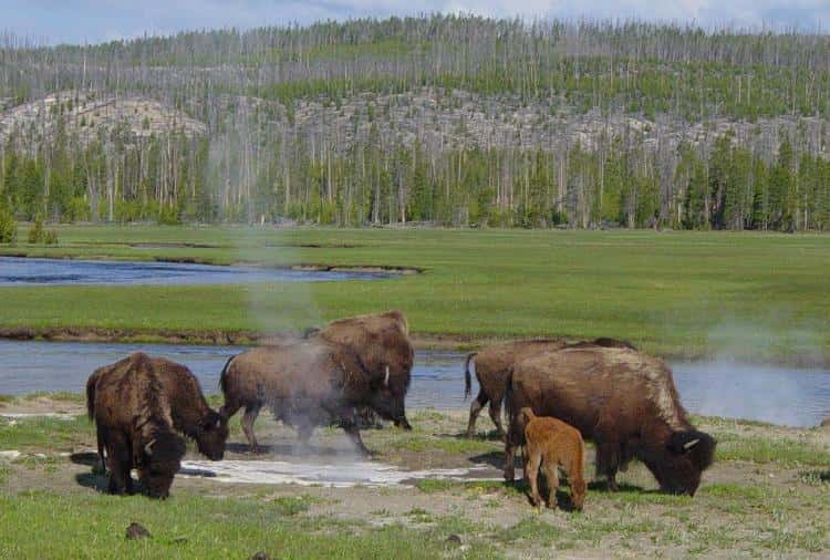 Bisons au Yellowstone. © Daniel Mayer, GFDL, version 1.2