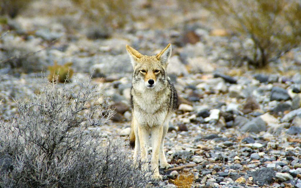 Coyote dans la vallée de la Mort. © Manfred Werner -GNU FDL Version 1.2