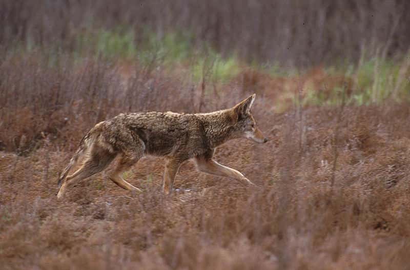 Coyote. © U.S Fish and Wildlife service - domaine public
