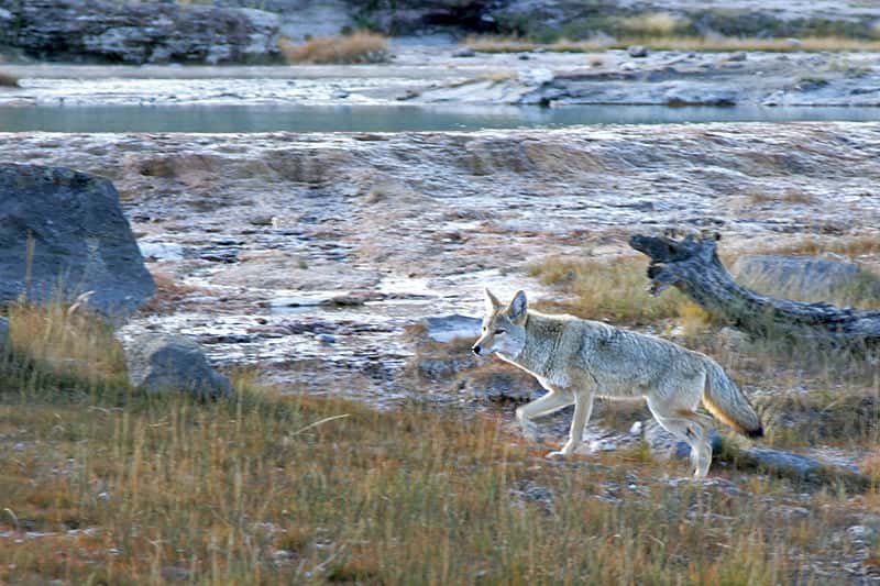Coyote au Yellowstone. © Flicka - GNU FDL Version 1.2