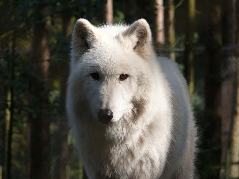 Loup gris arctique. © Gunnar Ries, CCA-S A 2.5. <em>Generic license</em>