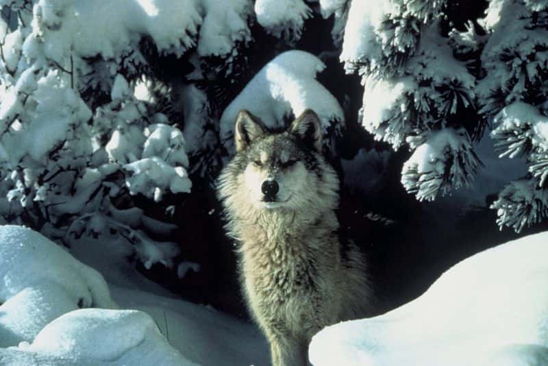 Loup gris. © U.S Fish and Wildlife Service, domaine public
