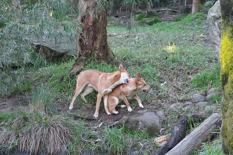 Dingos jouant. © TheGirlsNY, CCA-S A 2.0 <em>Generic license</em>