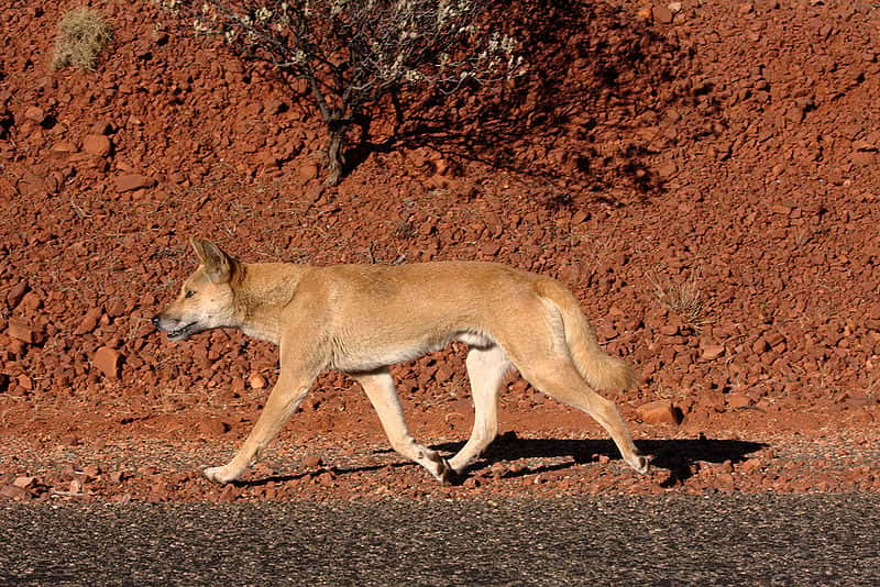 Dingo sur la route... © Jarrod Amoore, CCA 2.0 Generic license