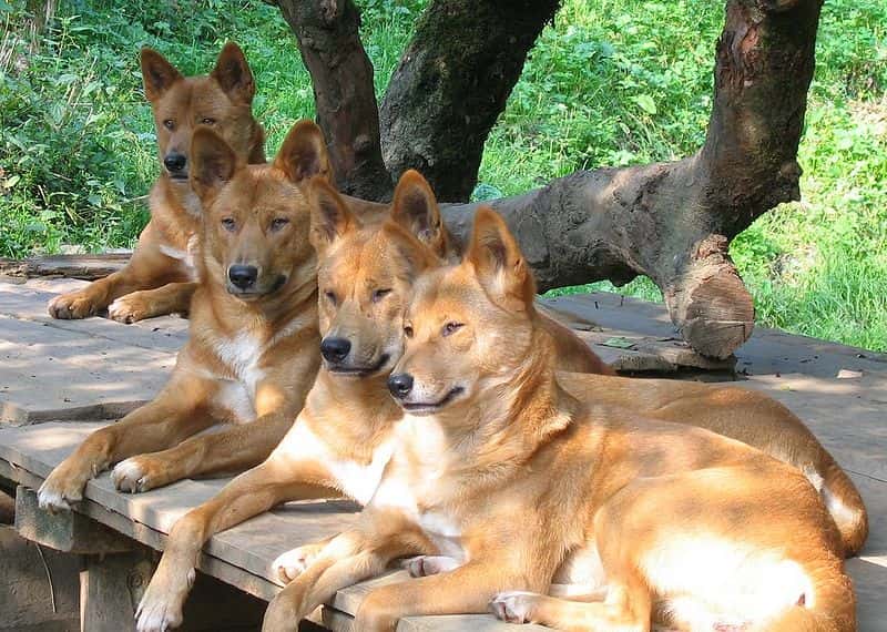 Groupe de dingos. © PartnerHund.com, CCA 2.0 Generic license